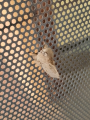 Naroma varipes