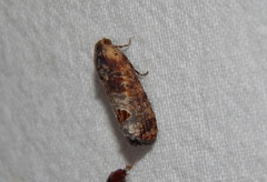 Cryptophlebia peltastica