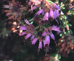 Erica similis