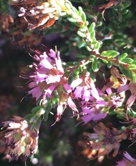 Erica similis