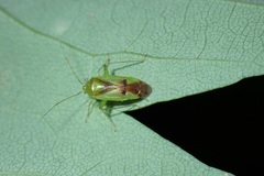 Neolygus viridis