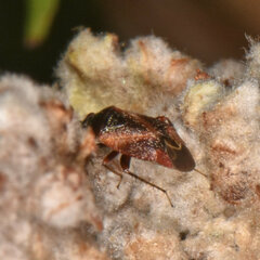Psallus variabilis