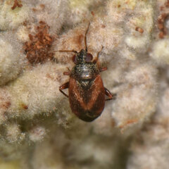Psallus variabilis