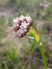 Sitka Valerian (Valeriana sitchensis)