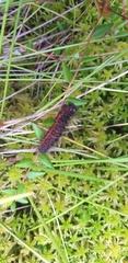 Acronicta menyanthidis