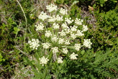 Peucedanum ostruthium