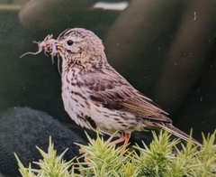 Anthus pratensis whistleri