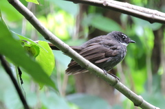 Rhipidura albicollis