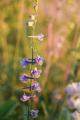 Delphinium distichum