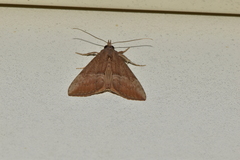 Hypena bijugalis
