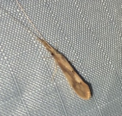 Triaenodes marginatus