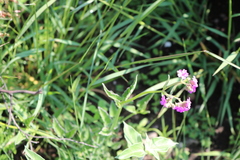 Mirabilis glabrifolia