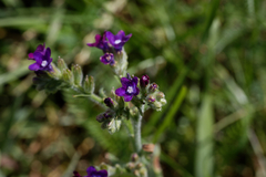 Anchusa officinalis