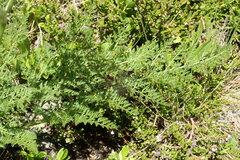 Peucedanum ostruthium