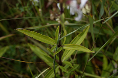 Saponaria officinalis