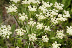 Peucedanum ostruthium