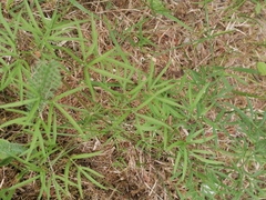 Cenolophium denudatum