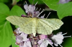 Idaea fuscovenosa