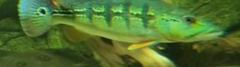 Cichla intermedia