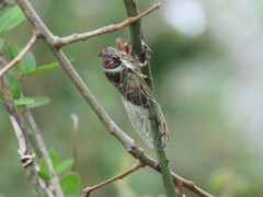 Diceroprocta marevagans