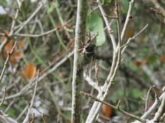 Diceroprocta marevagans