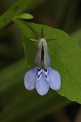 Lobelia fervens