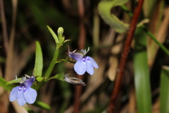Lobelia fervens