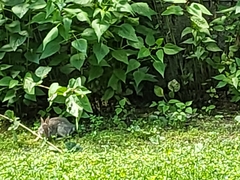 Sylvilagus floridanus