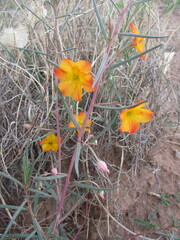 Talinum aurantiacum