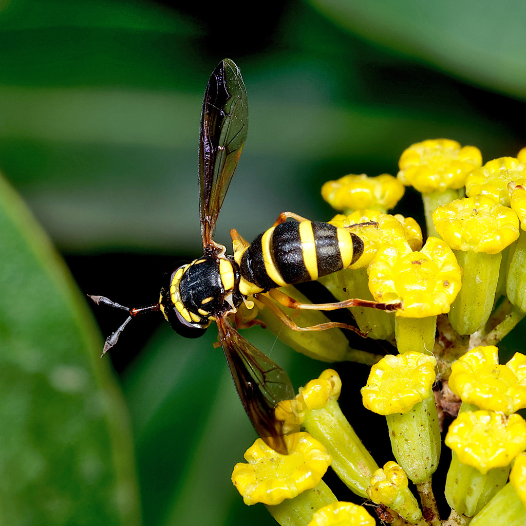 Ceriana vespiformis