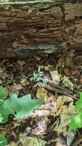 Ailanthus altissima