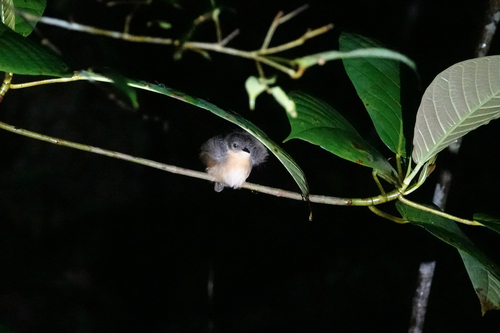 Crateroscelis murina observed 2022-07-05