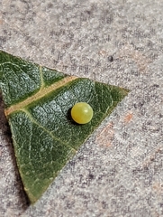 Papilio multicaudata