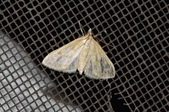 Paracorsia repandalis