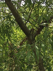 Salix caroliniana