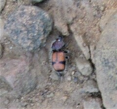 Micrixys distincta