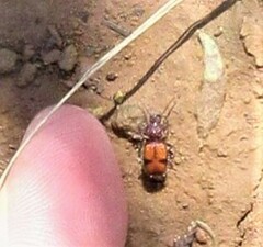 Micrixys distincta