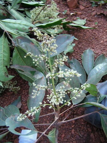 Trichoscypha smythei