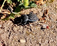 Microschatia inaequalis