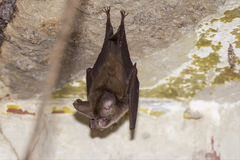 Hipposideros pomona