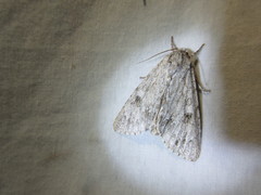 Acronicta americana