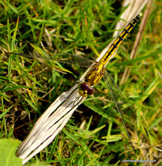 Indothemis carnatica