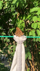 Polygonia c-album