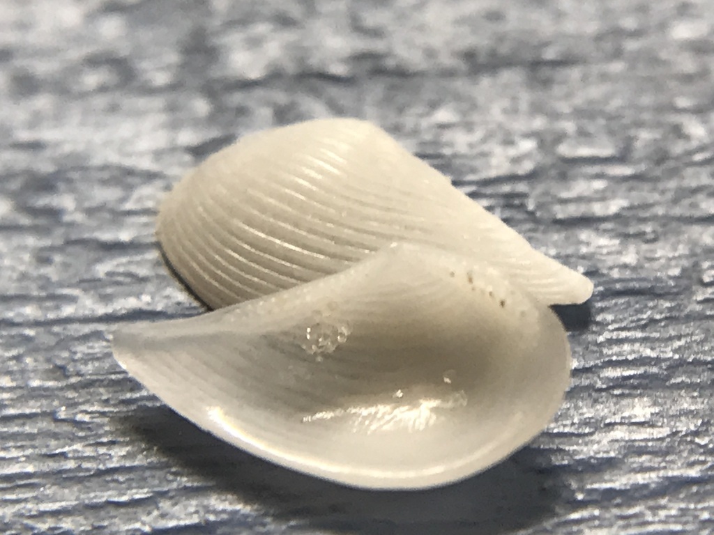 Pointed Nutclam