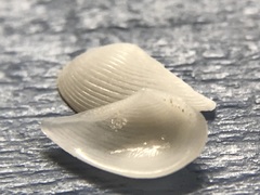 Pointed Nut Clam