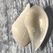 Pointed Nut Clam - Photo (c) Jacob Weston, some rights reserved (CC BY), uploaded by Jacob Weston