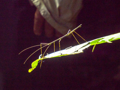 Eurycanthini