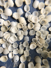 Parvilucina crenella