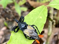 Apiomerus vexillarius