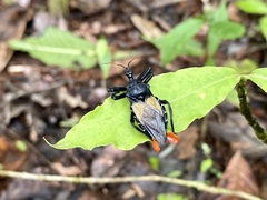 Apiomerus vexillarius